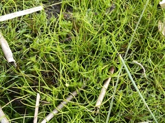 Pilularia globulifera