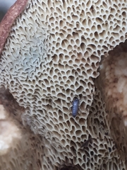 Tomocerinae