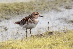 Calidris subminuta