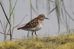 Calidris subminuta