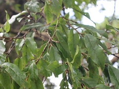 Quercus tatakaensis