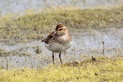 Calidris subminuta