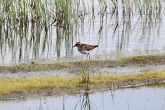 Calidris subminuta