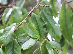 Quercus tatakaensis