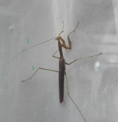 Coptopteryx gayi