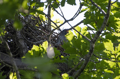 Falco amurensis