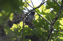 Falco amurensis