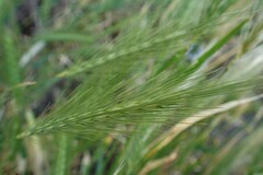 Hordeum
