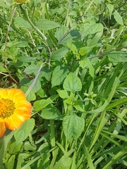 Tithonia rotundifolia