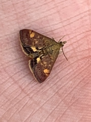 Pyrausta aurata