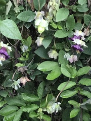 Cobaea scandens