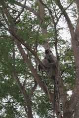 Semnopithecus priam thersites