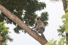 Semnopithecus priam thersites