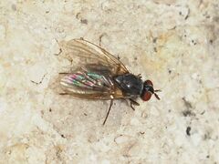 Emmesomyia