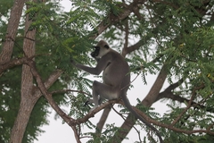 Semnopithecus priam thersites