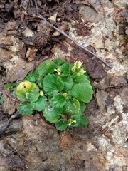 Dysopsis glechomoides