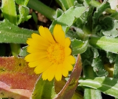 Calendula arvensis