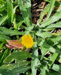 Calendula arvensis