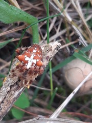 Araneus diadematus