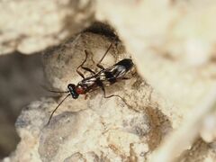 Cryptinae
