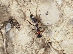 Cryptinae