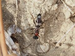 Cryptinae