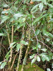Stachyurus himalaicus