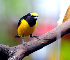 Euphonia chlorotica