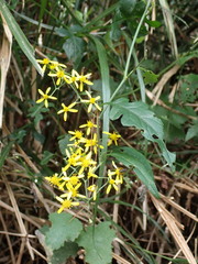 Senecio scandens incisus