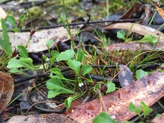 Viola cleistogamoides