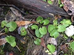 Centella cordifolia