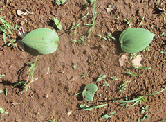 Eriospermum corymbosum