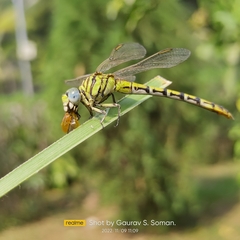 Paragomphus lineatus