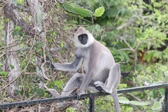 Semnopithecus priam thersites