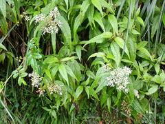Eupatorium chinense tozanense