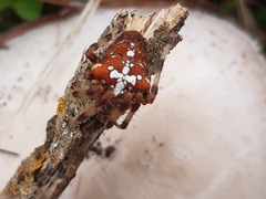Araneus diadematus
