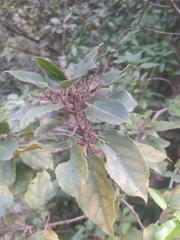 Rhamnus glandulosa