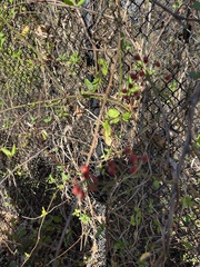 Celastrus orbiculatus