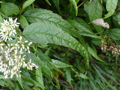 Eupatorium chinense tozanense