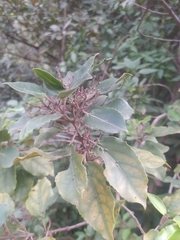 Rhamnus glandulosa