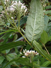 Eupatorium chinense tozanense