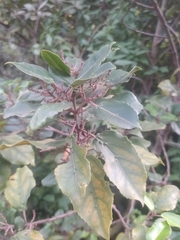 Rhamnus glandulosa