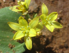 Eriospermum corymbosum