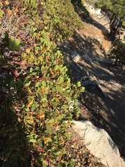 Arctostaphylos parryana