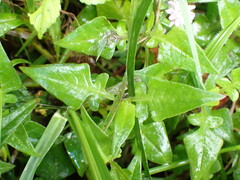 Persicaria runcinata