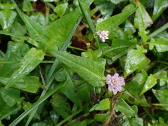 Persicaria runcinata