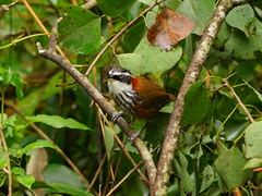 Pomatorhinus musicus