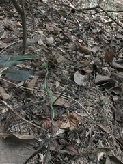 Trimeresurus stejnegeri