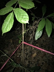 Trimeresurus stejnegeri