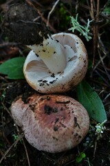 Agaricus lutosus
